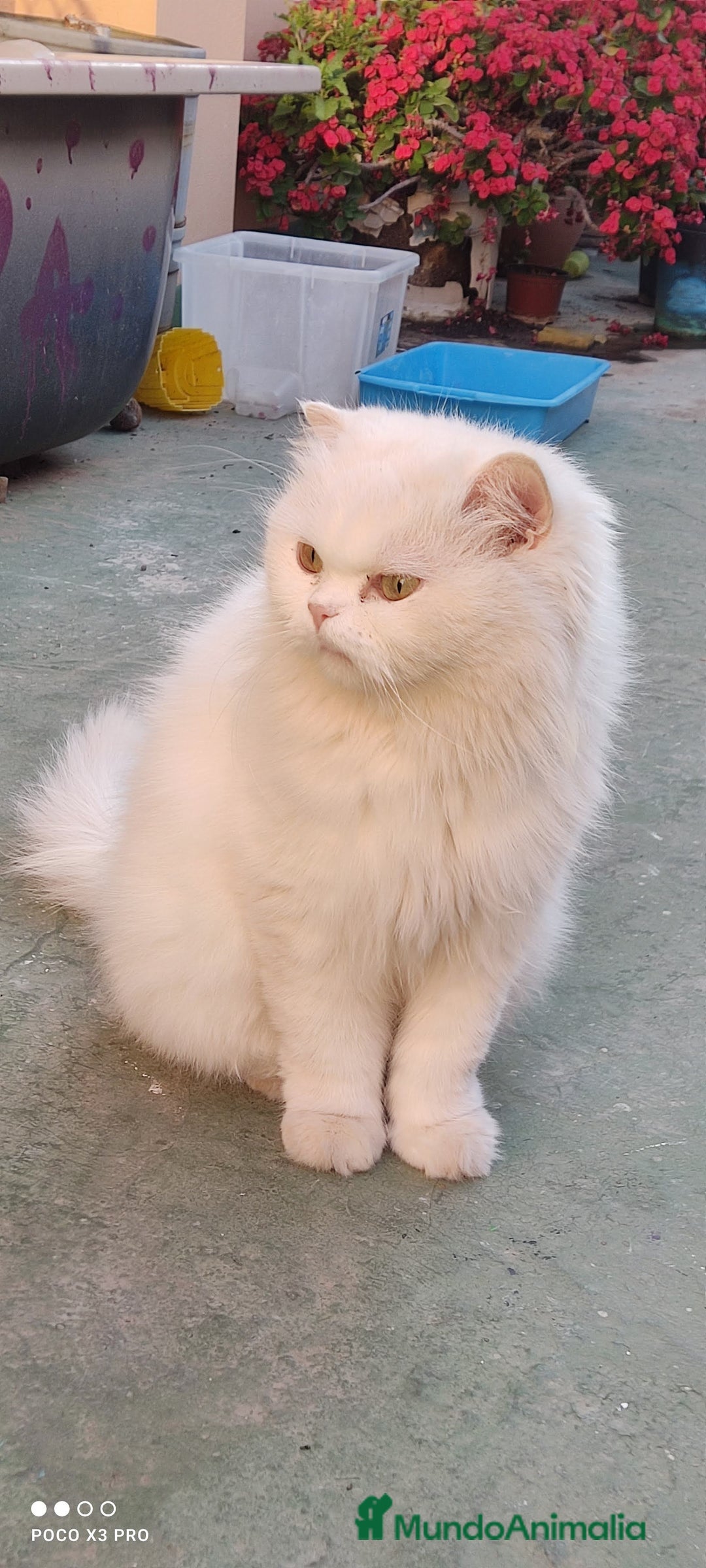 Persa gatos en venta: Gatos persa - Anuncio 1