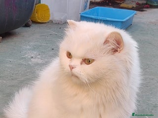 Persa gatos Gatos persa - Anuncio 1