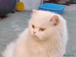 Persa gatos Gatos persa - Anuncio 17