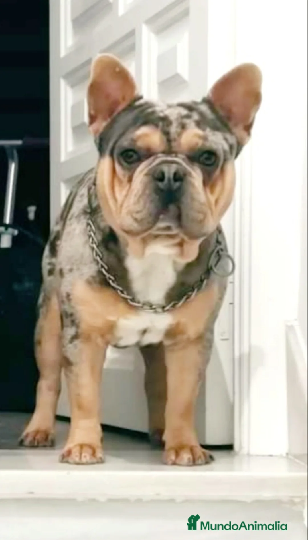 Bulldog Francés perros para monta: espectacular bulldog francés para montas en Sevilla - Anuncio 1