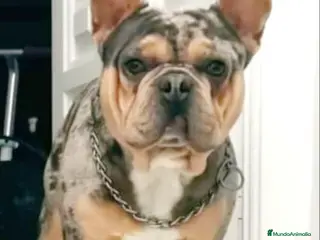 Bulldog Francés perros espectacular bulldog francés para montas en Sevilla - Anuncio 11