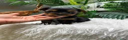 Yorkshire Terrier perros en venta: YORKSHIRE TERRIER MACHO - Anuncio 15