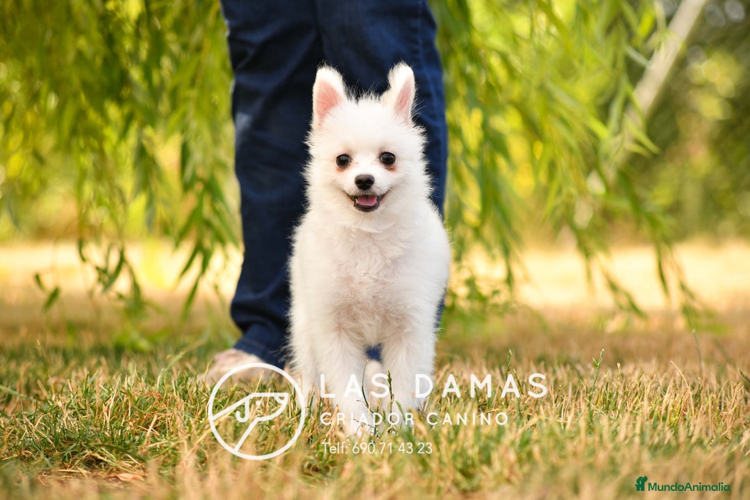 Pomerania perros en venta: Macho pomerania blanco - Imagen 5