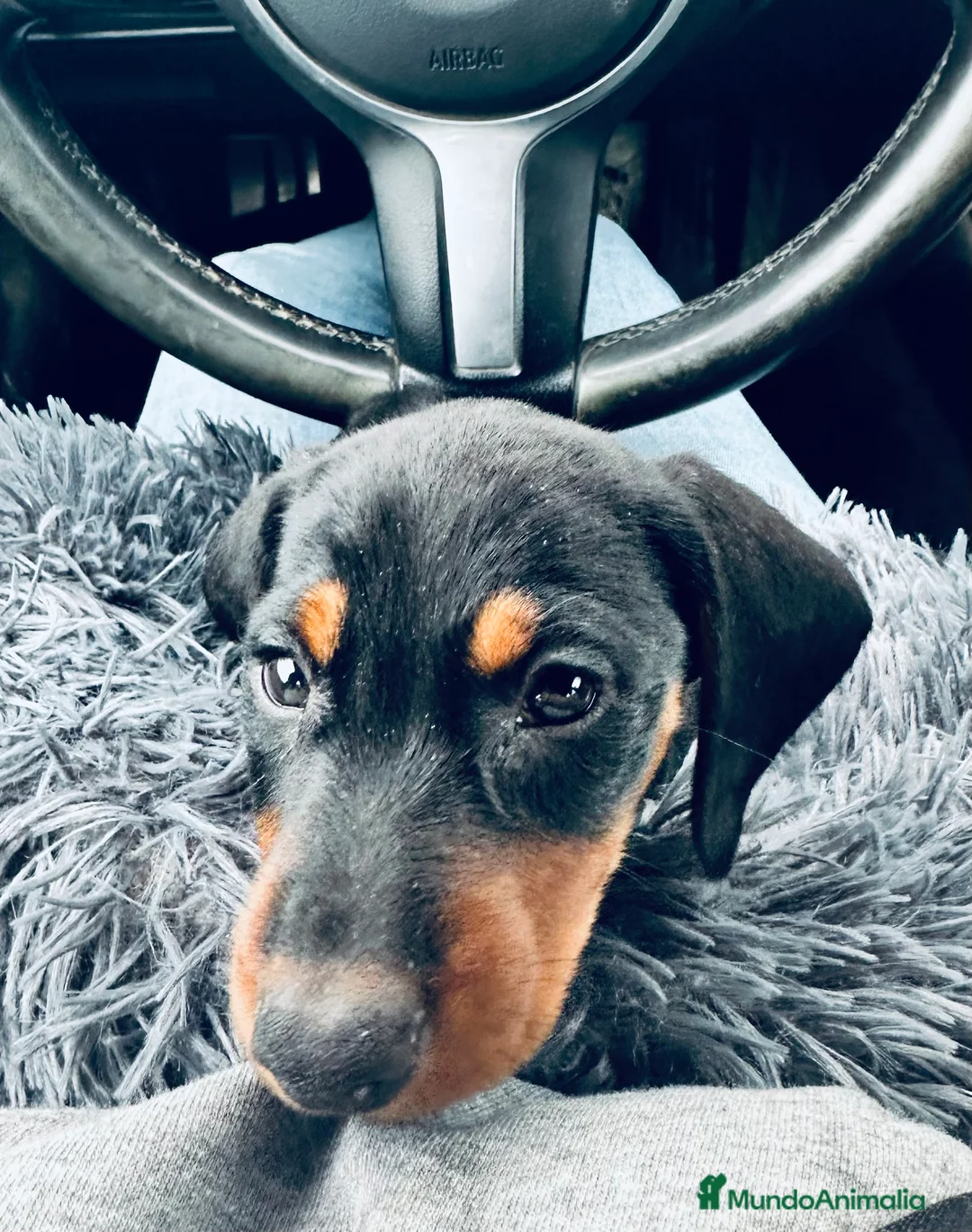 Teckel Miniatura perros en venta: 💛 Teckel Miniatura criado con niños  - Anuncio 2