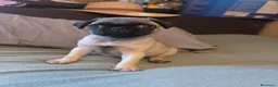 Carlino - Pug perros en venta: Cachorros de carlino pug  - Anuncio 19