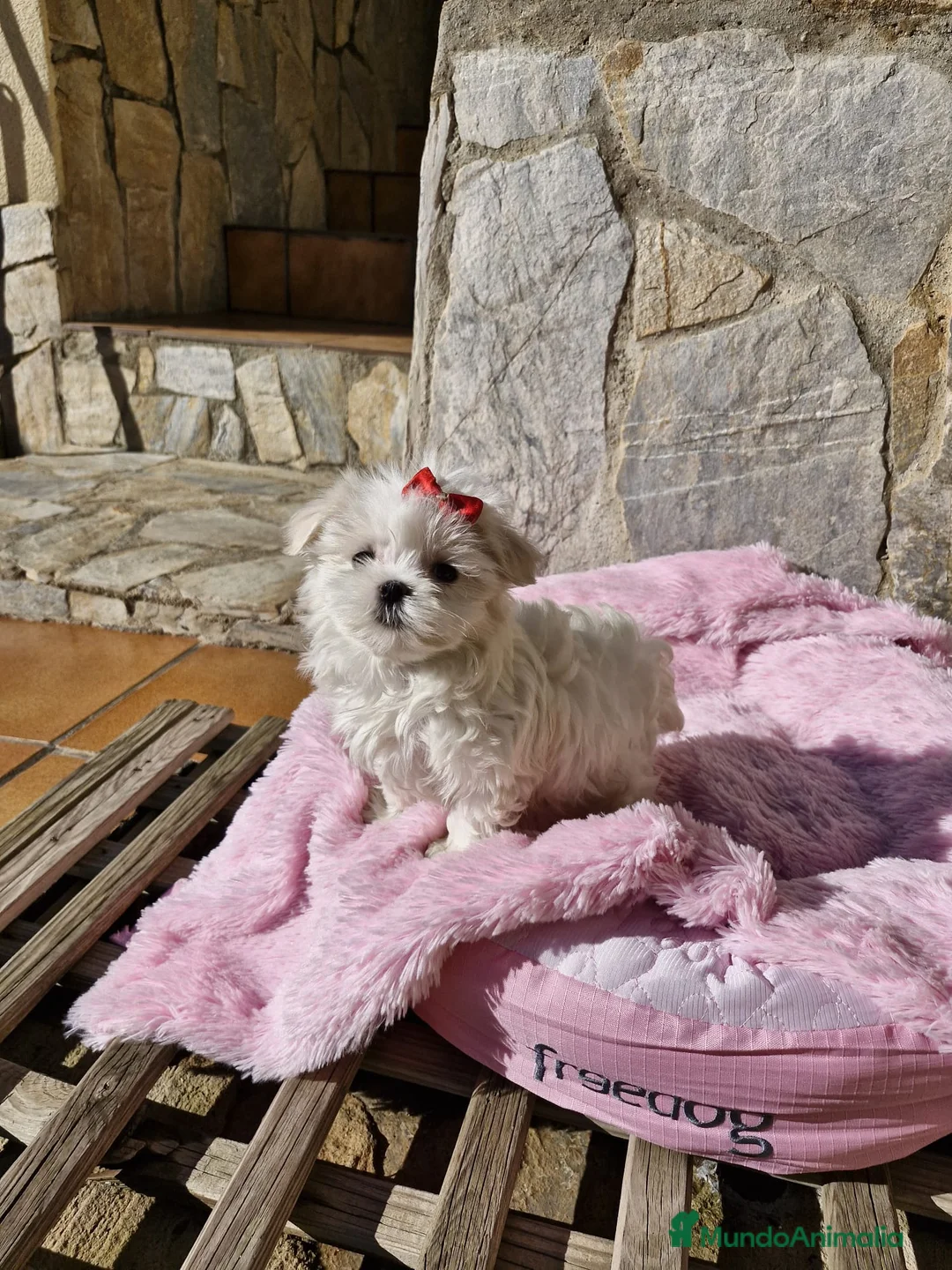 Bichón Maltés perros en venta: Bichón Maltés  en Barcelona - Anuncio 8