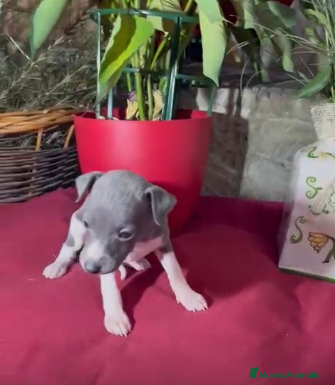 Whippet perros en venta: Whippet blue y Verdino  - Anuncio 15