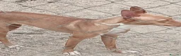 Podenco Andaluz perros en venta: Podenca adopción  - Anuncio 1