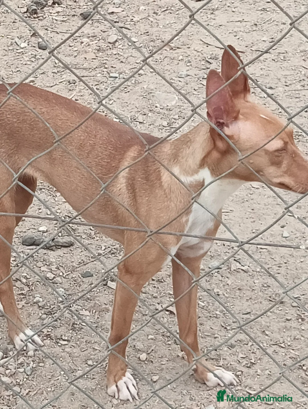 Podenco Andaluz perros en venta: Podenca adopción  - Anuncio 1