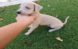 Pequeño Lebrel Italiano perros en venta: Galgo Piccolo Enano cachorro macho - Imagen 1