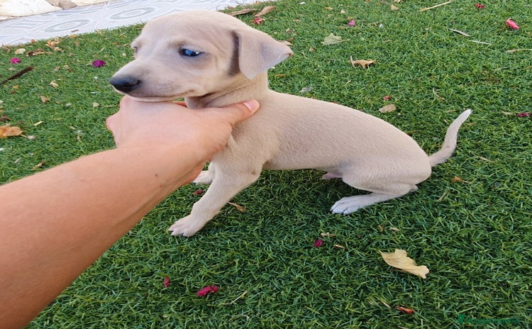 Pequeño Lebrel Italiano perros - Anuncio 1