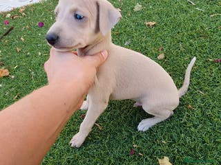 Pequeño Lebrel Italiano perros Galgo Piccolo Enano cachorro macho - Anuncio 2