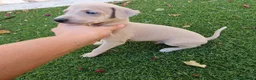 Pequeño Lebrel Italiano perros en venta: Galgo Piccolo Enano cachorro macho - Anuncio 1