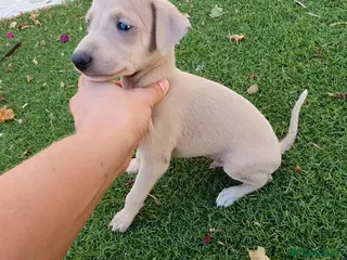 Pequeño Lebrel Italiano perros Galgo Piccolo Enano cachorro macho - Anuncio 2