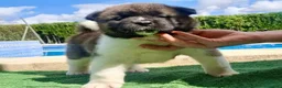 Akita Inu perros en venta: Akita Inu  - Anuncio 3