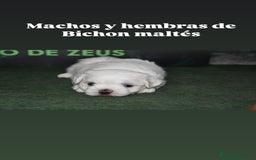 Bichón Maltés perros en venta: Bichon maltés  - Imagen 1