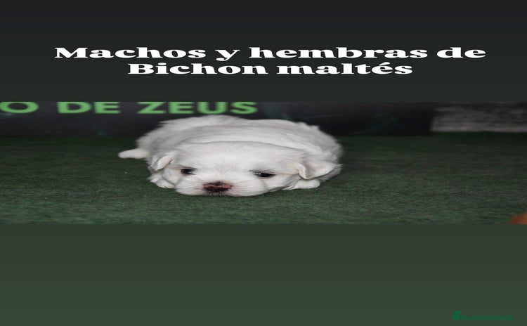 Bichón Maltés perros - Anuncio 1