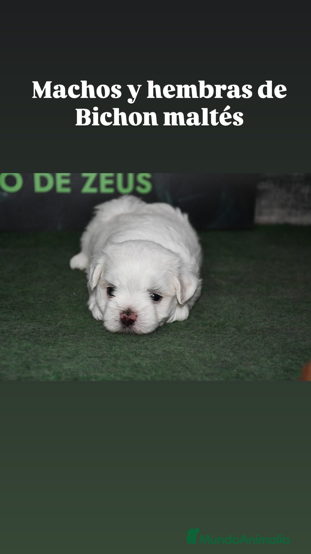 Bichón Maltés perros en venta: Bichon maltés  - Imagen 1