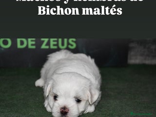 Bichón Maltés perros - Anuncio 22