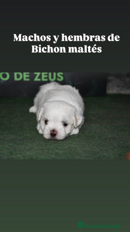 Bichón Maltés perros - Anuncio 18