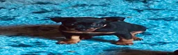Pinscher Miniatura perros en venta: Pinscher miniatura - Anuncio 5