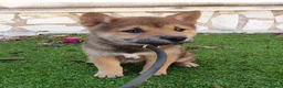 Shiba Inu perros en venta: Shiba Inu Calidad Top - Anuncio 9