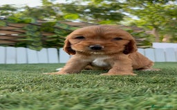 Cocker Spaniel Inglés perros en venta: COCKER MACHO ADORABLE Y JUGUETON - Imagen 10