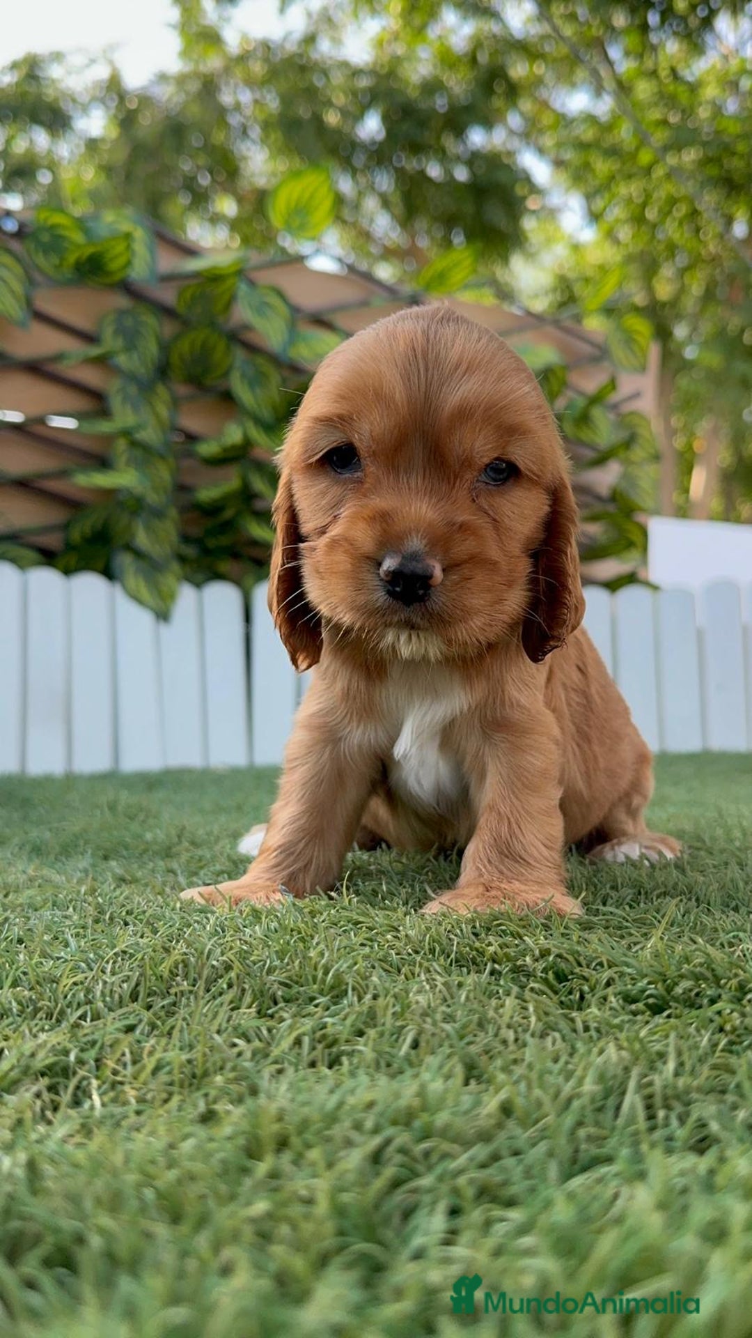 Cocker Spaniel Inglés perros en venta: COCKER MACHO ADORABLE Y JUGUETON - Imagen 10