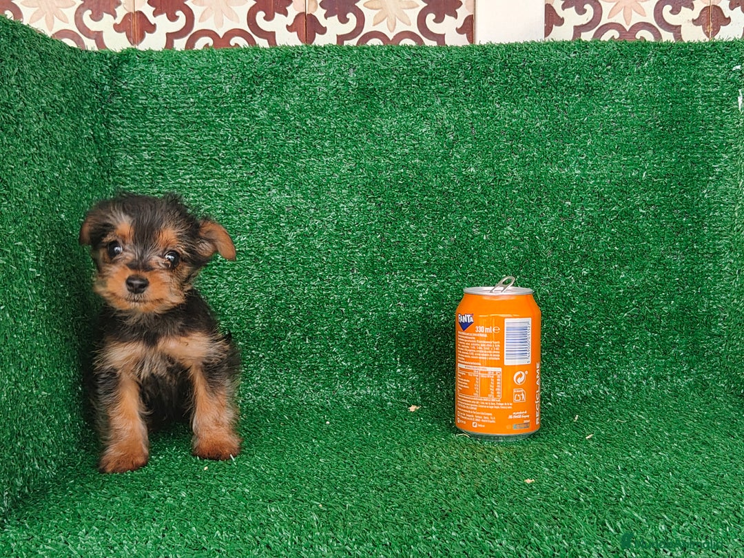 Yorkshire Terrier perros en venta: Yorkshire terrier  - Anuncio 6