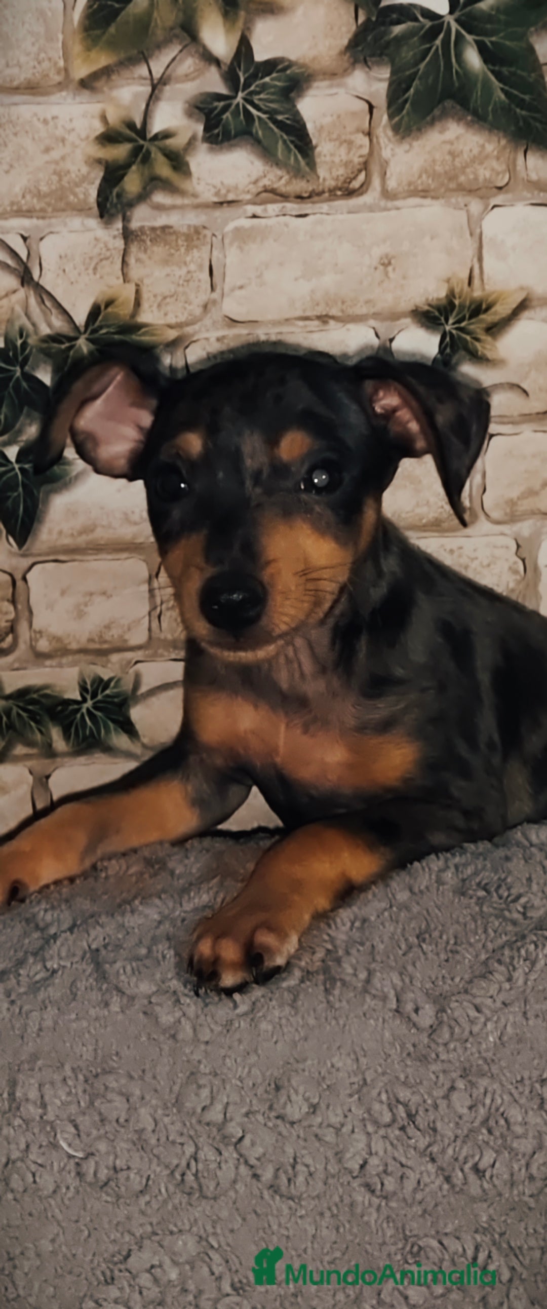 Pinscher Miniatura perros en venta: Mini pinscher macho  - Anuncio 1
