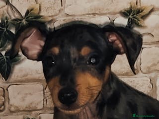 Pinscher Miniatura perros Mini pinscher macho - Anuncio 9