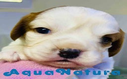 Cavalier King Charles Spaniel perros en venta: Cavalier King Macho de Moly y Nanu - AQUANATURA en Barcelona - Imagen 1