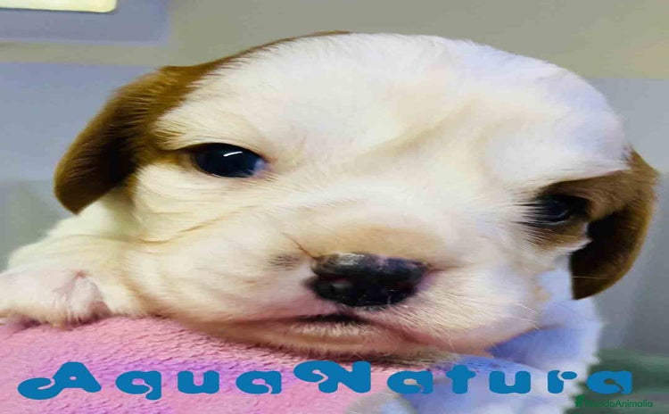 Cavalier King Charles Spaniel perros en Barcelona - Propaganda 3
