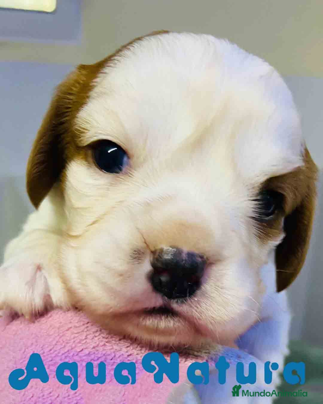 Cavalier King Charles Spaniel perros en venta: Cavalier King Macho de Moly y Nanu - AQUANATURA en Barcelona - Imagen 1