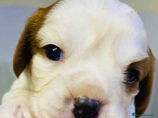 Cavalier King Charles Spaniel perros en Barcelona - Anuncio 5