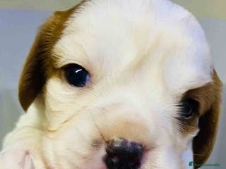 Cavalier King Charles Spaniel perros Cavalier King Macho de Moly y Nanu - AQUANATURA en Barcelona - Anuncio 6