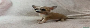 Chihuahua 2