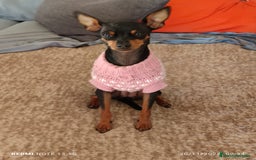 Pinscher Miniatura perros en venta: Pinscher miniatura - Imagen 2