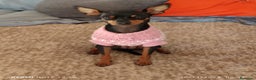 Pinscher Miniatura perros en venta: Pinscher miniatura - Anuncio 2