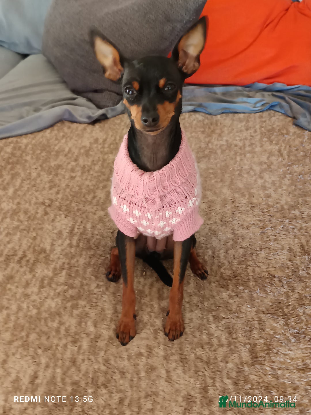 Pinscher Miniatura perros en venta: Pinscher miniatura - Imagen 2