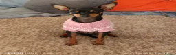Pinscher Miniatura perros en venta: Pinscher miniatura - Anuncio 2
