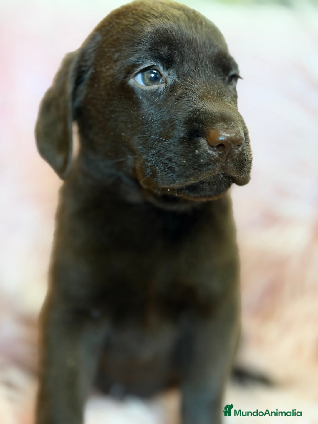 Labrador Retriever perros en venta: Labrador chocolate hembra  - Anuncio 3