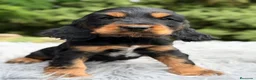 Cocker Spaniel Inglés perros en venta: Cocker inglés de gran calidad  - Anuncio 16