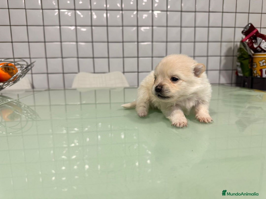 Pomerania perros en venta: Pomeranias toy desde 650€ varios colores  - Anuncio 26