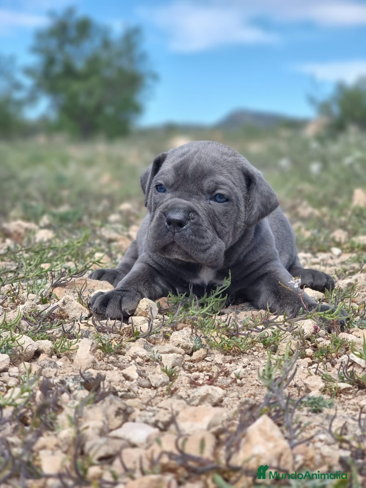 Cane Corso perros Cachorros de Cane Corso - Anuncio 2