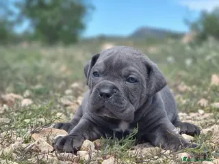 Cane Corso perros Cachorros de Cane Corso - Anuncio 2