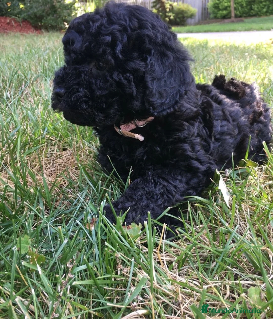 Caniche Toy perros en venta: Preciosos Caniches!🐶🐾 en Cádiz - Anuncio 2