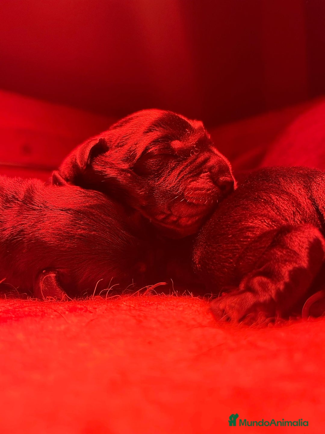 Labrador Retriever perros en venta: Cachorros Labrador Retriever negros - Anuncio 5