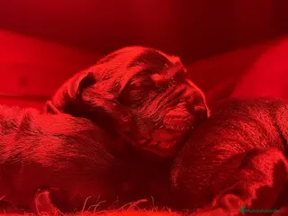 Labrador Retriever perros Macho negro disponible - Anuncio 39