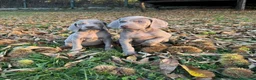 Weimaraner perros en venta: Braco de Weimar en Lugo - Anuncio 3
